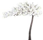 White 3 Meter 20 cm Deluxe Artificial Canopy Style Blossom Tree Hire